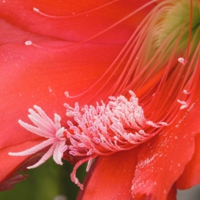 Domácí květiny - Kaktus I