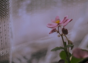 Domácí květiny - begónka