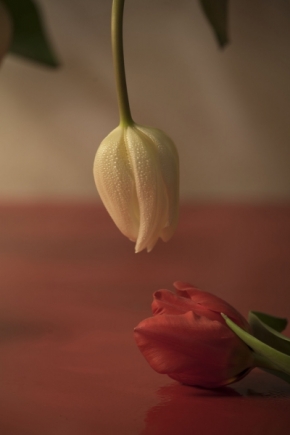 Domácí květiny - Když milenky pláčou 1
