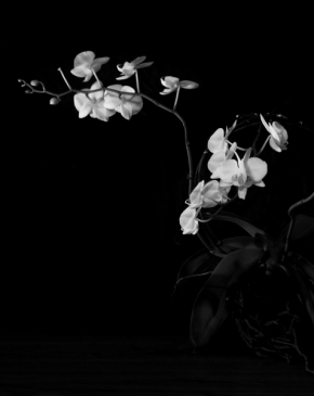 Domácí květiny - Fotograf roku - Kreativita - IV.kolo - Můrovec vznešený
