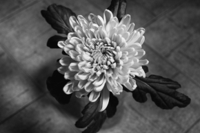 Domácí květiny - Chrysantema