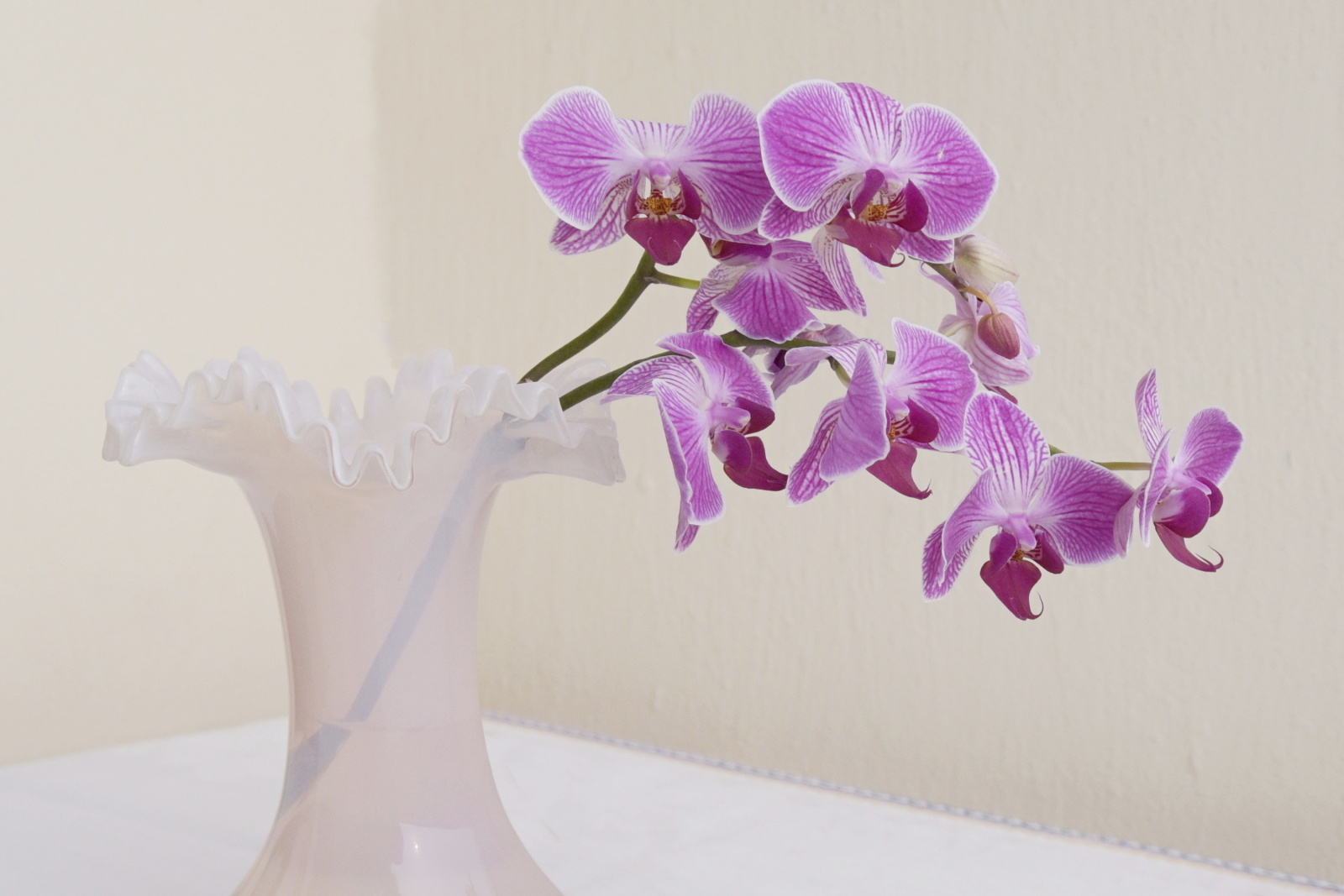 Křehká krása orchideje