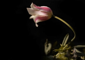 Domácí květiny - Tulipán