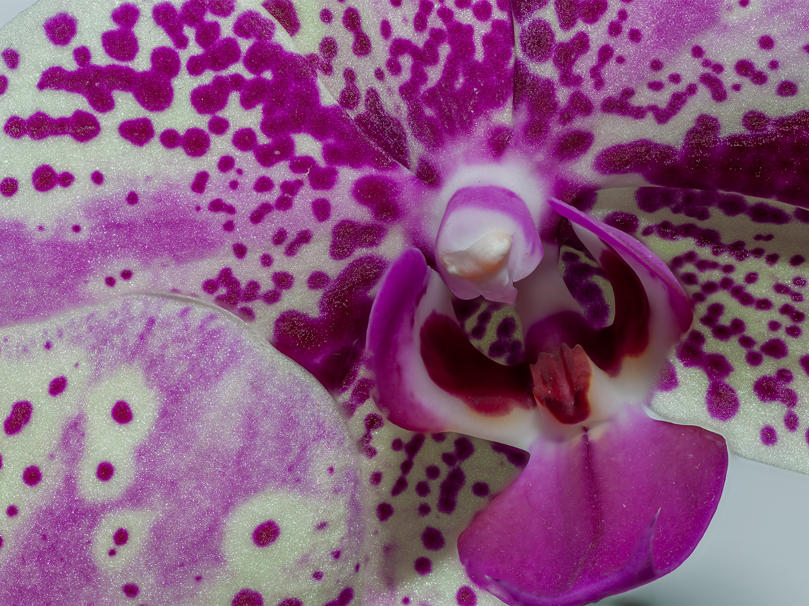 Orchidej z blízka II
