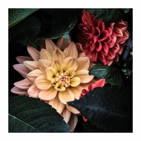 Domácí květiny - Flower #04