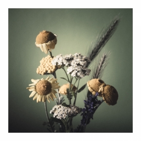 Domácí květiny - Flower #06