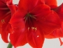 Domácí květiny - Amarylis