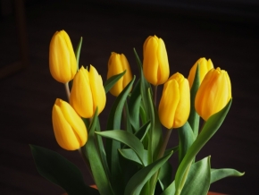 Domácí květiny - Tulipány ve váze