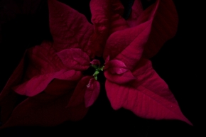 Domácí květiny - Dark red