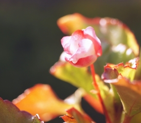 Domácí květiny - Proti slunci