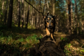 Život se zvířaty - Detektív v lese
