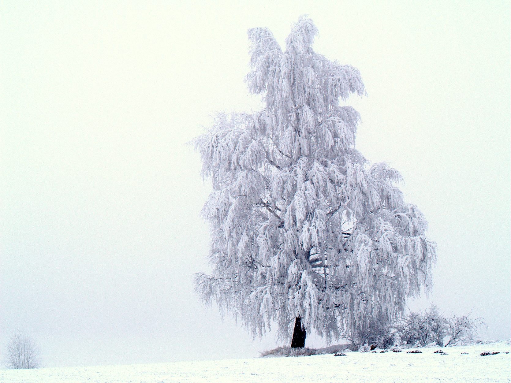 Strom v bílém