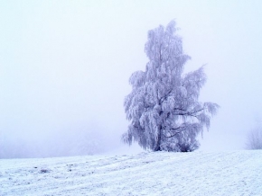 A zima je krásná - Strom v mlze