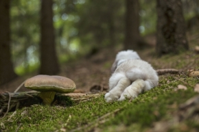 Život se zvířaty - králík na houbách