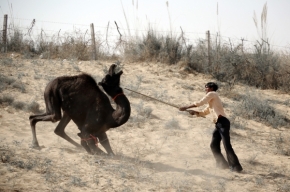 Život se zvířaty - výchova mladého velblouda