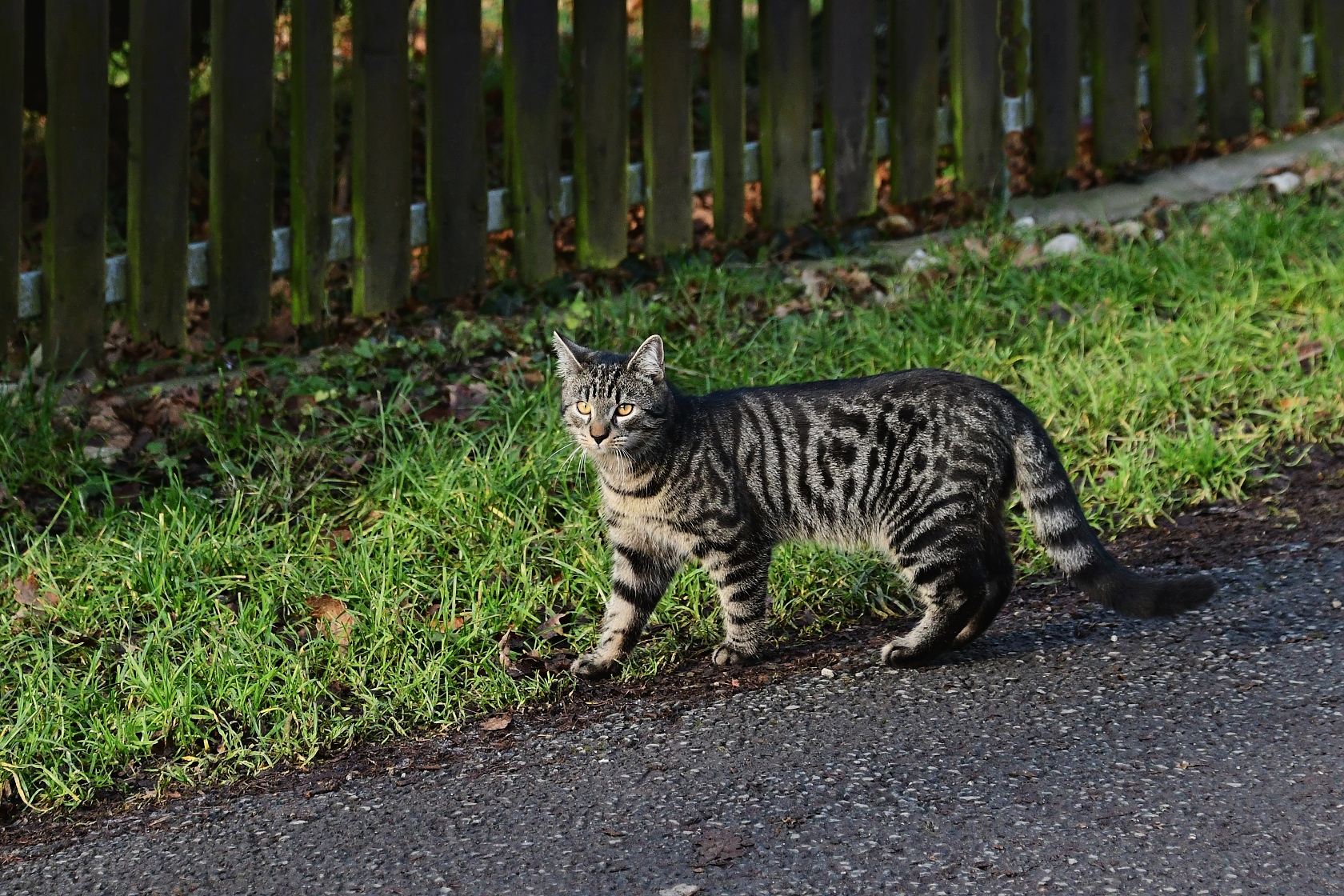 Kočka na procházce