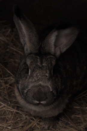 Život se zvířaty - Zajac domáci