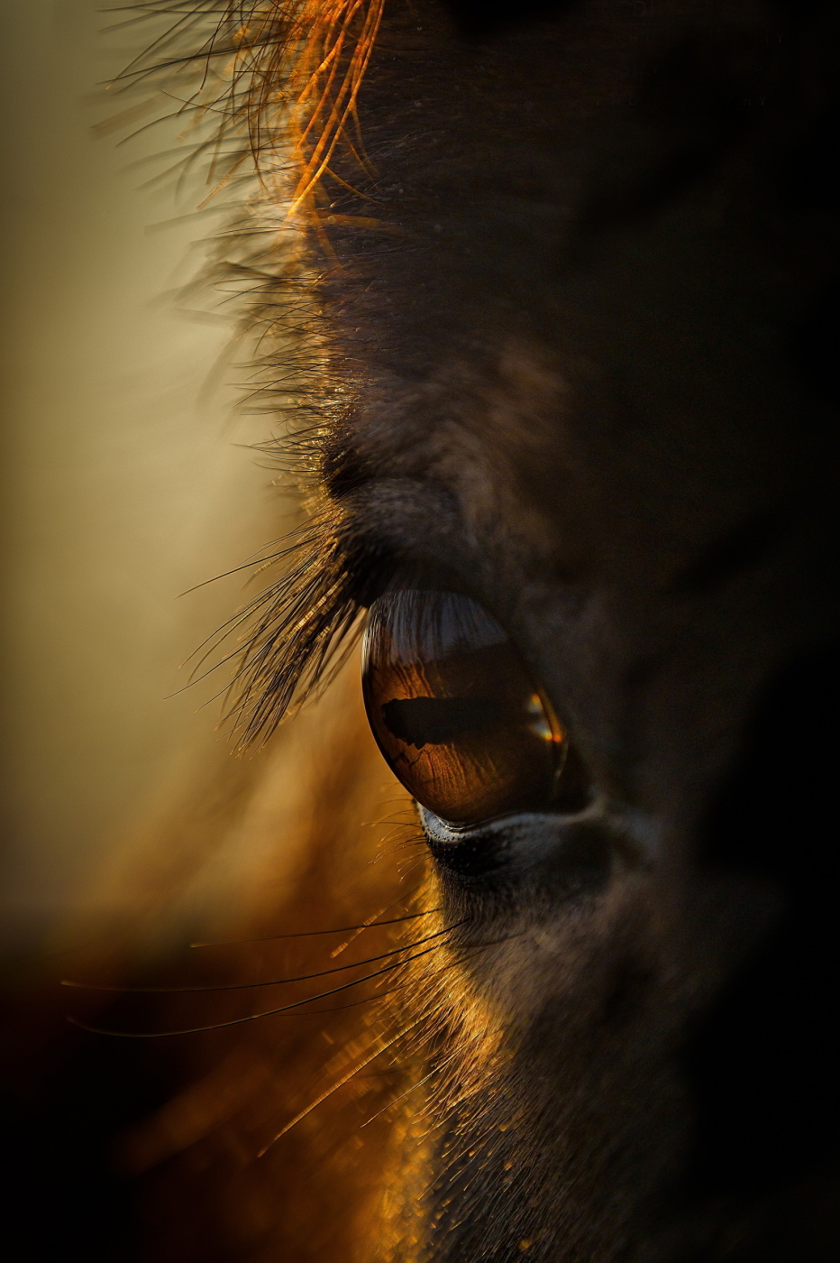 Exmorský Pony v západu slunce