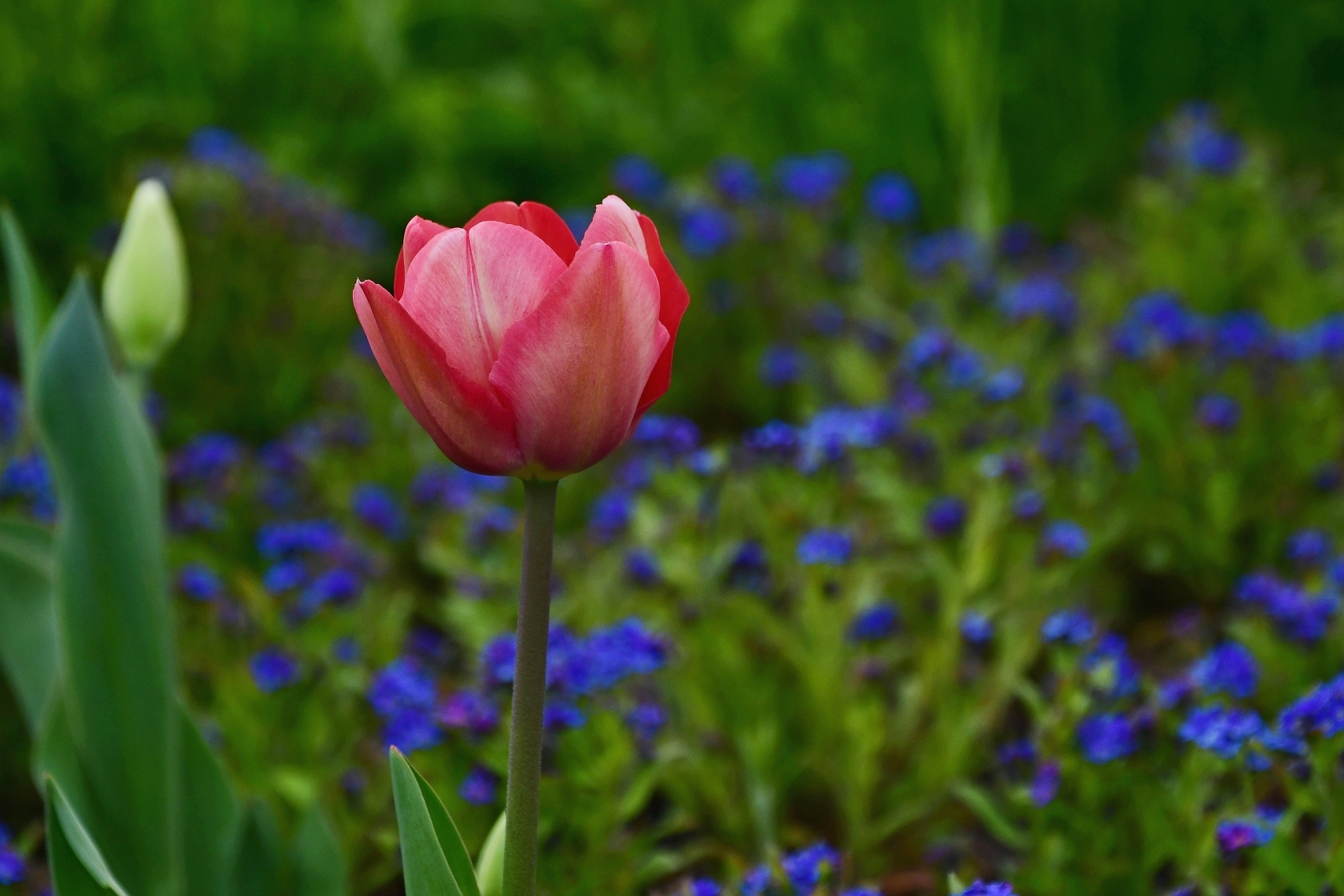 Tulipán 