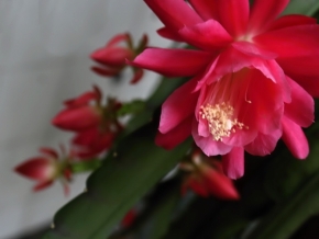 Makro – vyhraj objektiv Laowa - Kaktusový květ