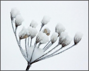 Marián Kábele - Sněhové květy