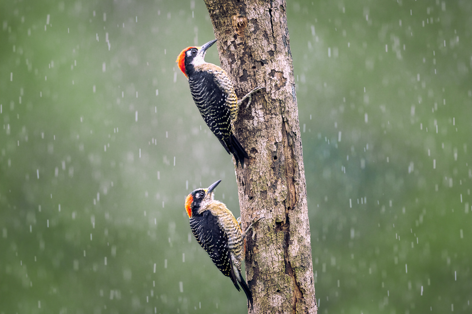 Rainy Duo