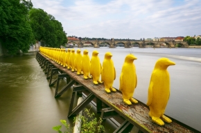 Řada, řady - Žlutý tučňáci