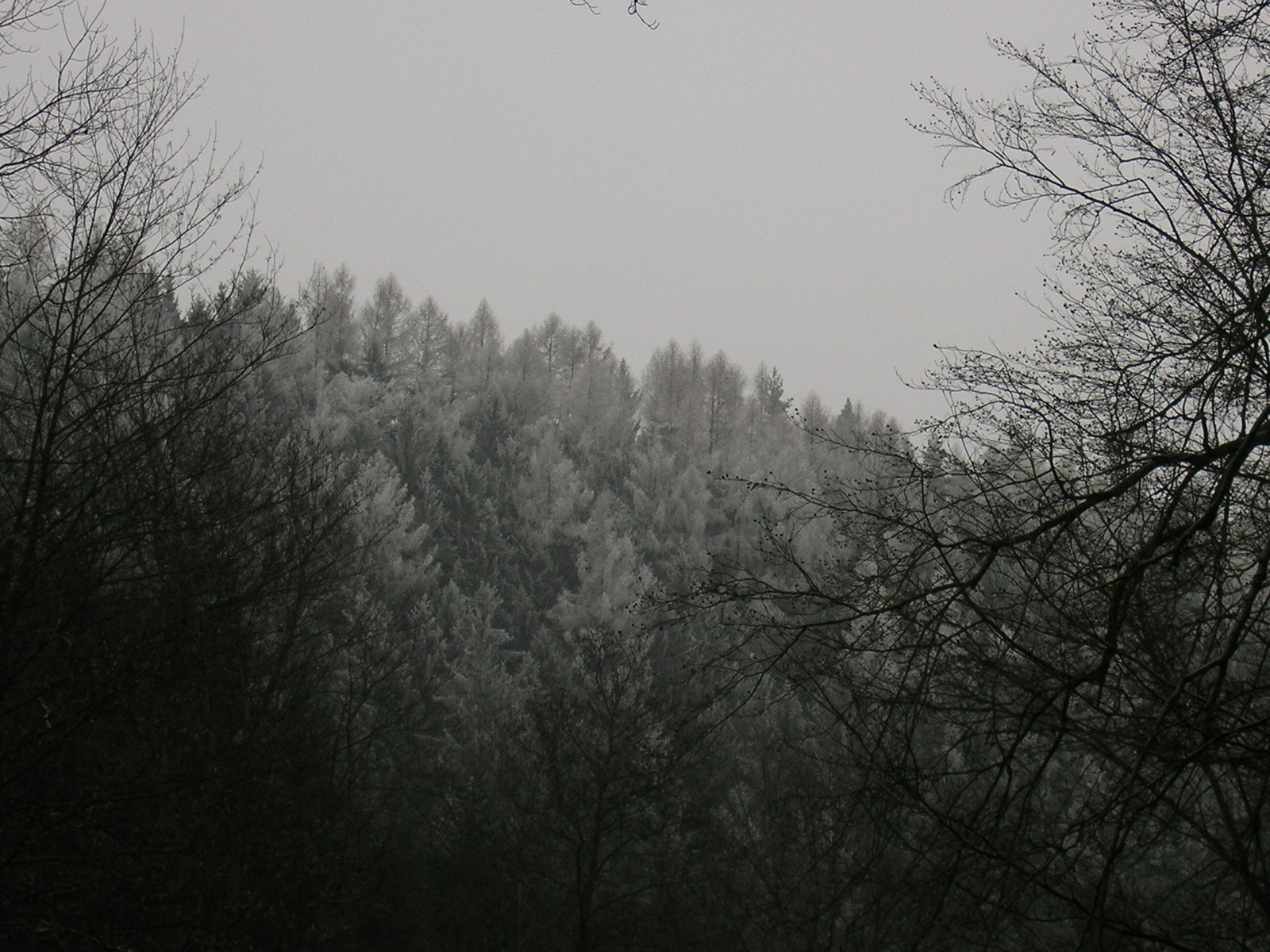 Zima na stromech