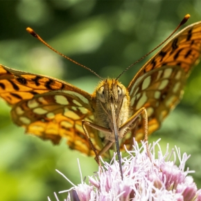 Marián Čomor - Motýľ na kvete
