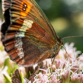 Marián Čomor - Motýlie krídlo