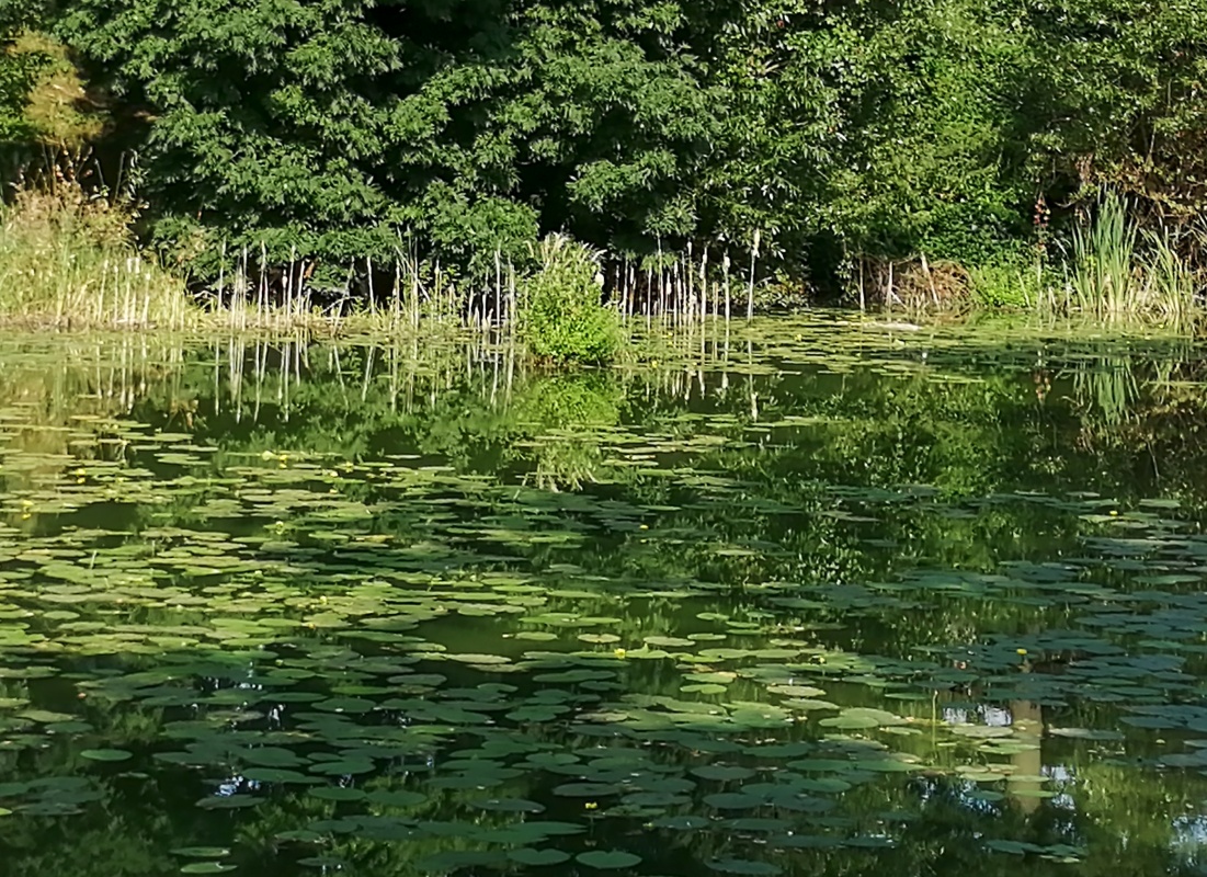Letní rybník