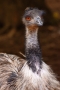 Eva Veselá -Emu hnědý