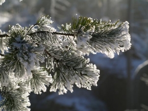 A zima je krásná - Vánoční borovice