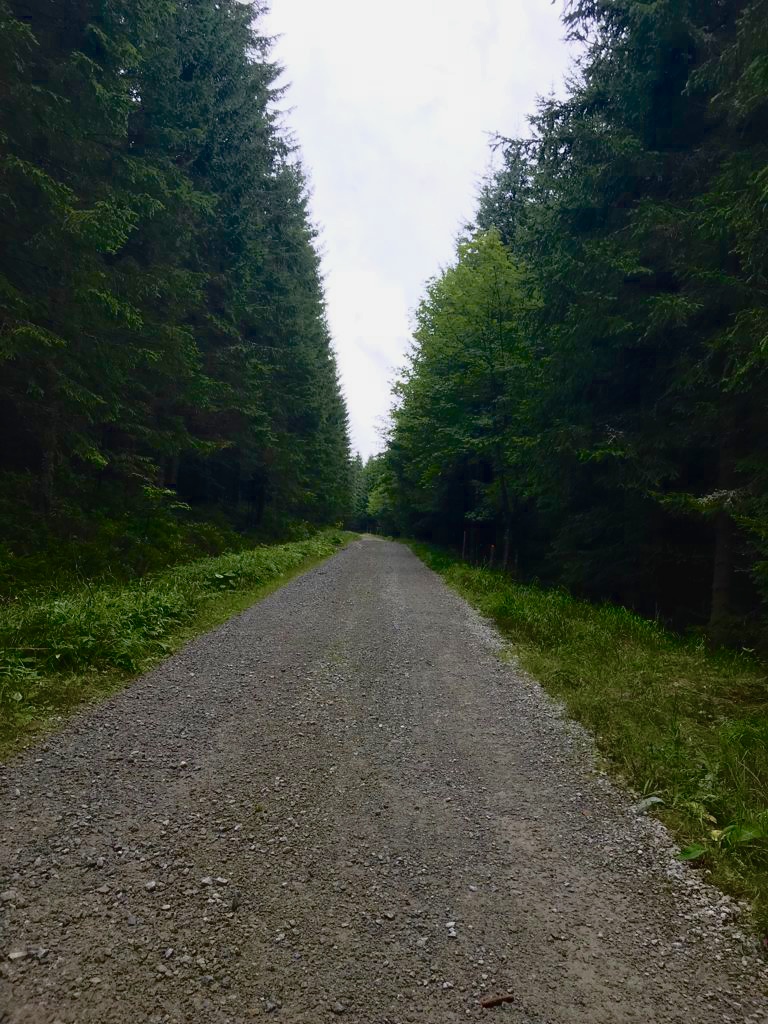 Cesta uprostřed lesa