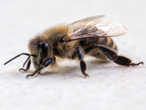 Makro – vyhraj objektiv Laowa - včela