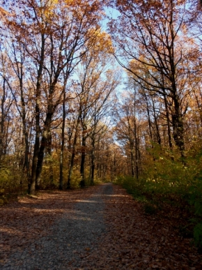 Ivana DOBEŠOVÁ - podzimní les
