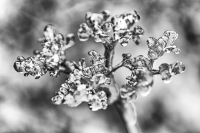 Černobílý příběh - Ledový květ