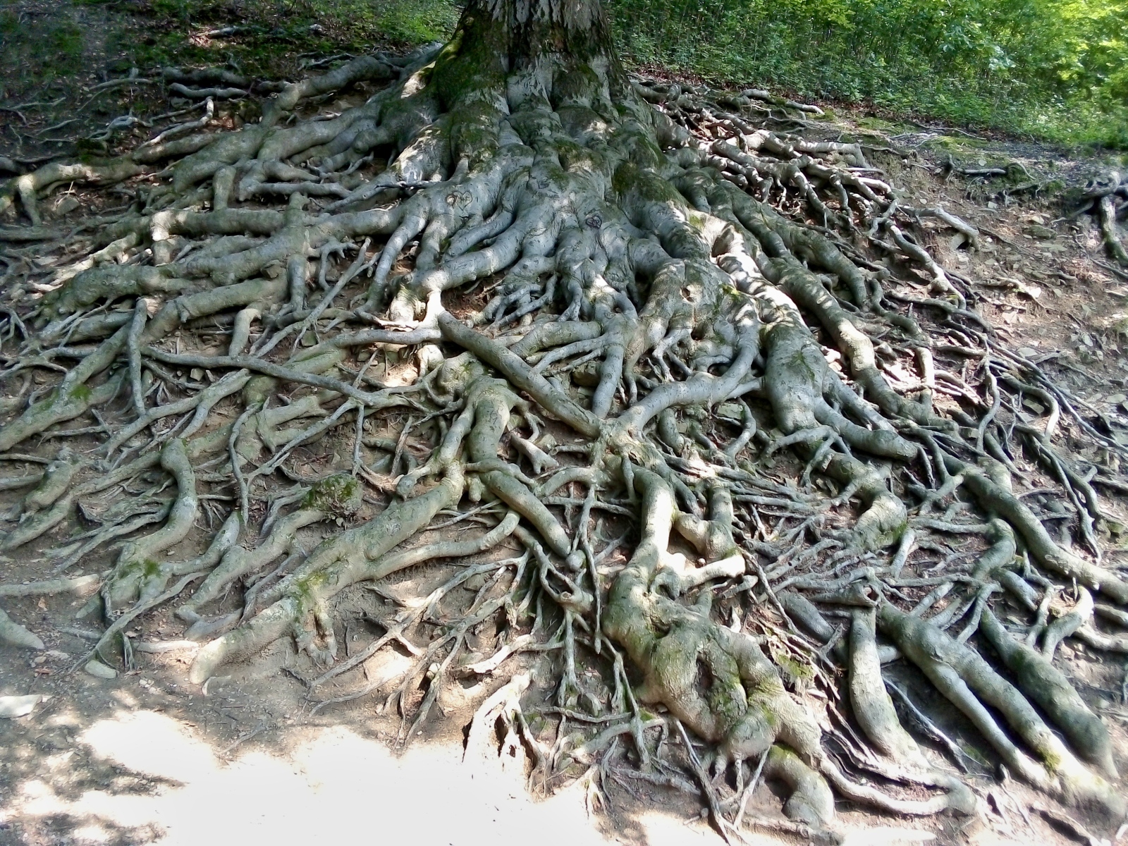 Hukvaldy - strom