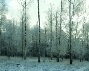 Dana Klimešová - zimní les