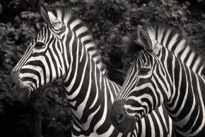 Zvířata - Sestry zebry