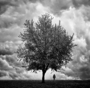 Černobílý příběh - Fotograf roku - Junior - III.kolo - Síla stromu