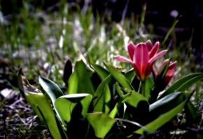 Krajinný detail - Tulipán vyšňořen na kouknutí