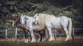 Zvířata - Horses