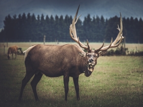 Zvířata - Deer