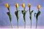Václav Lahovský - Tulipán
