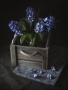 Květa Trčková -Hyacinty v truhlíku