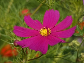 Makropříroda - Květina