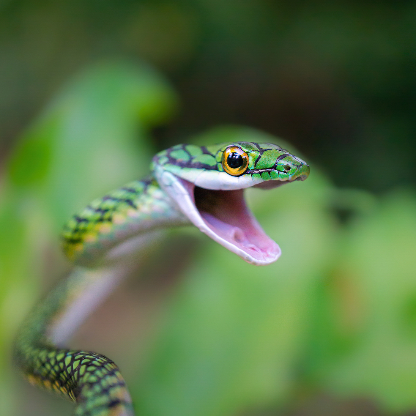 Hadí úsměv 