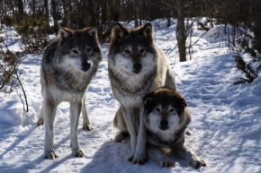 Zvířata - Mezi vlky