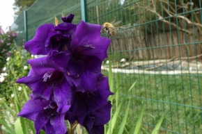 Makropříroda - kytka na včele